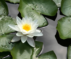 A calming image of a water lily amongst lily pads